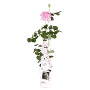 Rosa Crazy in Love climbers Roze 2 ltr