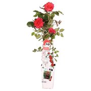 Rosa Crazy in Love climbers Rood 2 ltr