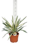 Yucca gloriosa Variegata - totale hoogte 60-70 cm - pot Ø 26 cm