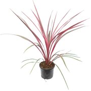 Cordyline australis Can Can