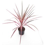 Cordyline australis Paso Doble