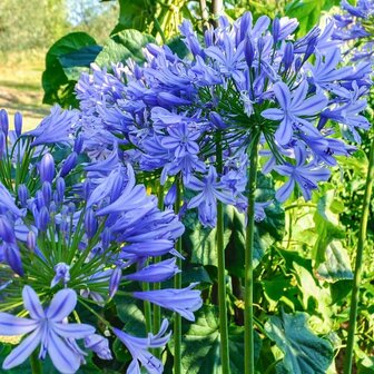 Agapanthus africanus (blauw) - totale hoogte 70-90 cm - pot &Oslash; 19 cm