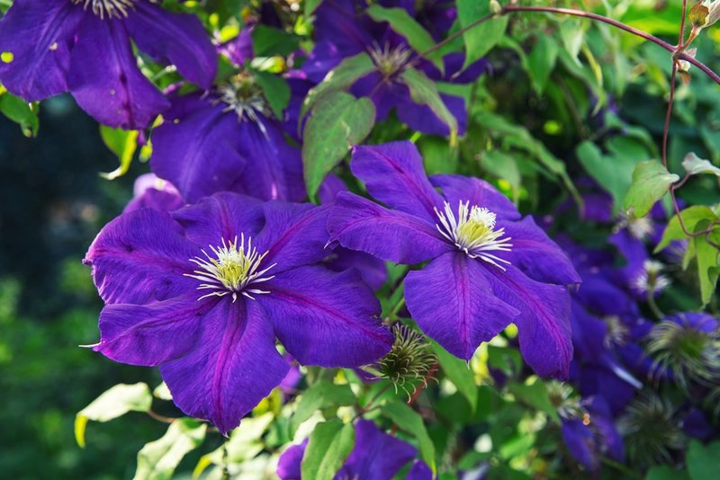 Clematis 'The President' - 1,5 Ltr Topf