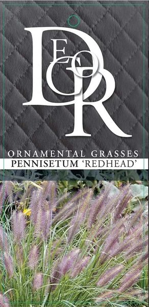 Where to buy redhead grass seed