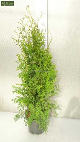 Thuja occidentalis Brabant (POTPLANT) - hauteur totale 80-100 cm - pot 5 ltr