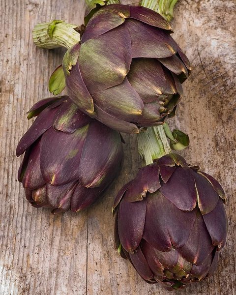 Cynara scolymus Purple of Romagna - pot 2 ltr