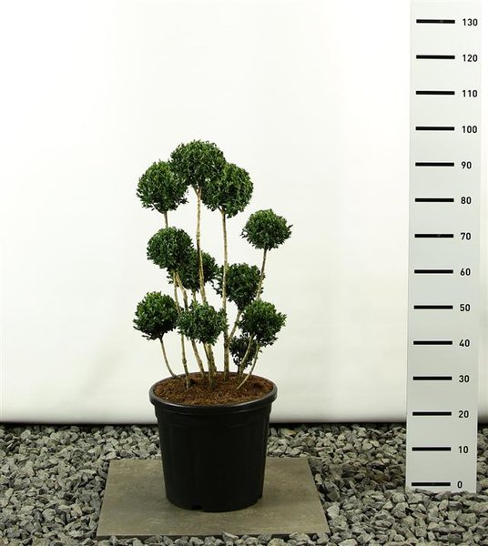 Buxus sempervirens multibol - totale hoogte 80-100 cm - pot 20 ltr