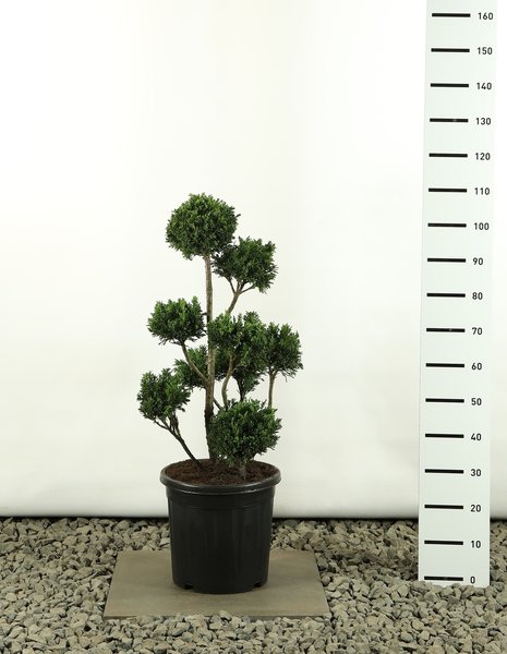 Chamaecyparis obtusa Draht - total heigth 80-100 cm - gardenpalms