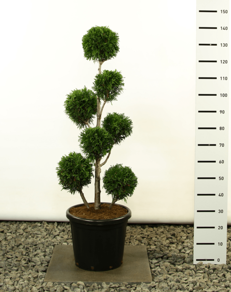 Thuja plicata Lebensbaum Martin 125-150cm