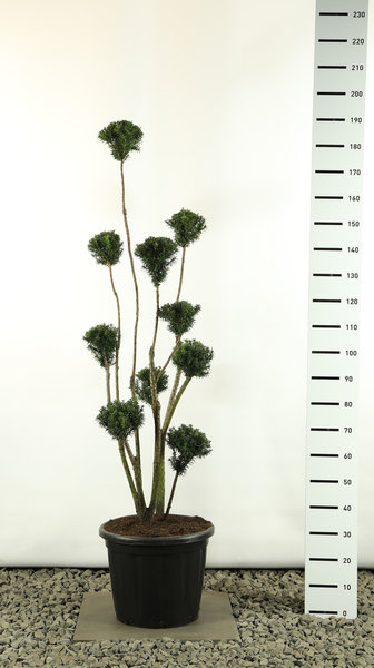 Taxus media Hicksii Multibol extra - Gesamthöhe 150-170 cm [Palette]