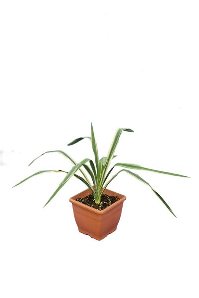 Yucca filamentosa Bright Edge - pot 14 x 14 cm