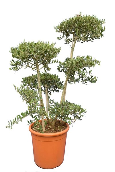 Olea europaea - Bonsai - totale hoogte 140-160 cm - pot Ø 40 cm [pallet]