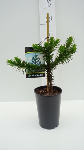 Araucaria araucana - totale hoogte 35-45 cm - pot 3 ltr