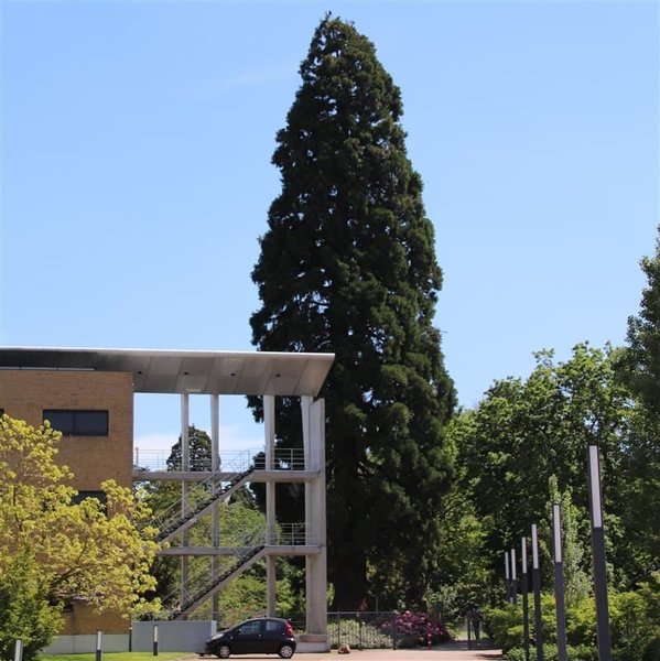 Sequoiadendron giganteum-GIGANTE Redwood impianto in 3.5 "POT 