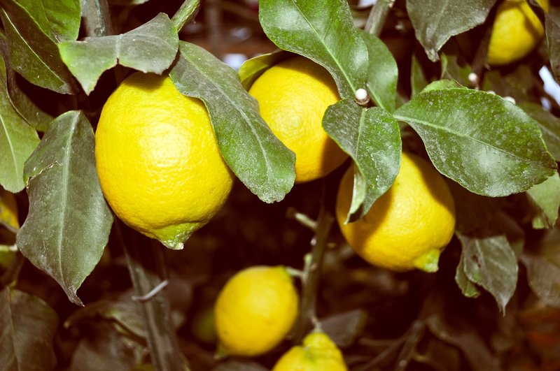 Citrus limon - Hauteur totale 170-200 cm - Ø 26 cm pot [palette]