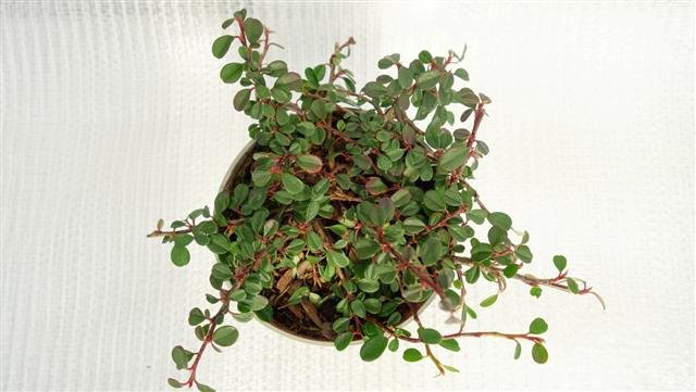 Cotoneaster dammeri Frieders Evergreen - pot Ø 11 cm
