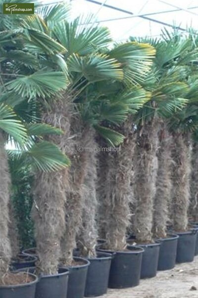 Trachycarpus wagnerianus stam 180-200 cm