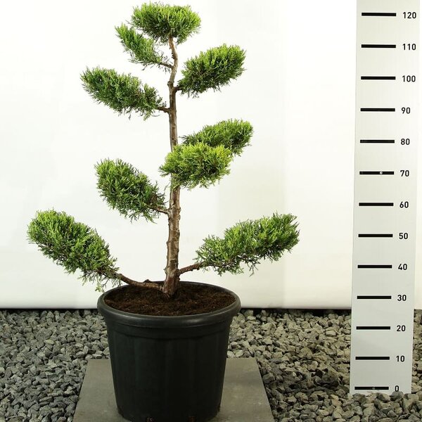 Juniperus chinensis Kuriwao Gold multiplateau - totale hoogte 100-125 cm - pot 20 ltr