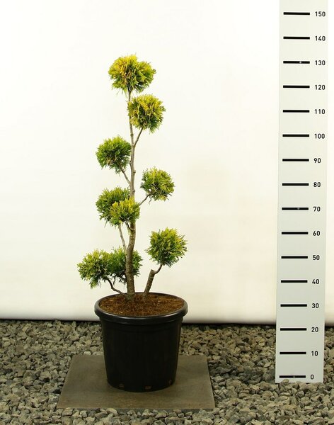 Thuja occidentalis Yellow Ribbon Multibol extra - totale hoogte 80-100 cm - pot 18 ltr