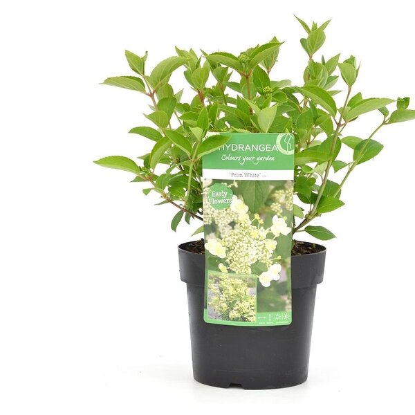 Hydrangea arborescens Prim White - pot 3 ltr
