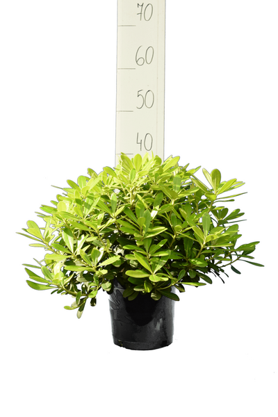 Pittosporum tobira 'Nanum' - totale hoogte 30-50 cm - pot 3 ltr