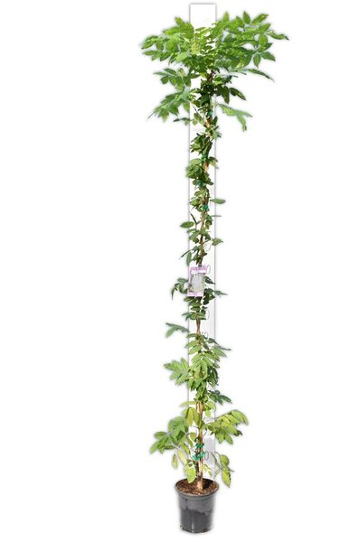 Wisteria sinensis totale hoogte 160+ cm - 3 Ltr pot