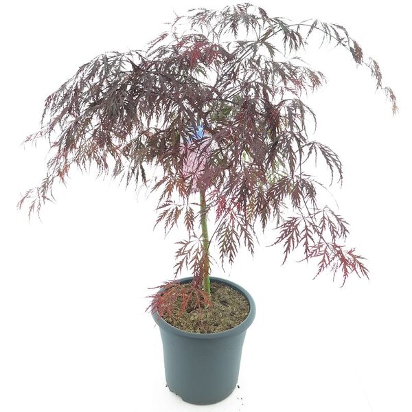 Acer palmatum Tamukeyama - stam 55-65 cm - totale hoogte 110-130 cm - pot 15 ltr