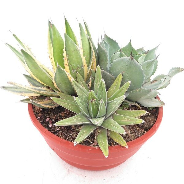 Agave mix