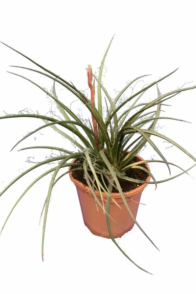 Hesperaloe parviflora - totale hoogte 50-70 cm - pot Ø 26 cm