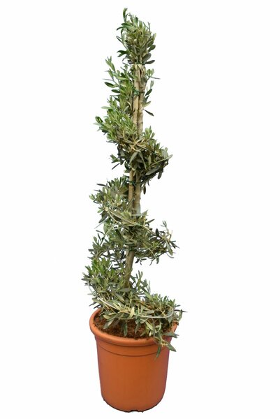 Olea europaea Spiraal - totale hoogte 240+ cm - pot Ø 40cm [pallet]