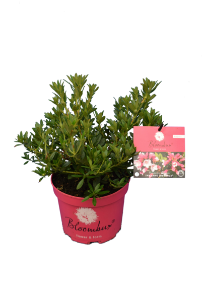 Bloombux magenta - Rhododendron micranthum Microhirs - totale hoogte 20-30 cm - pot 0,5 ltr