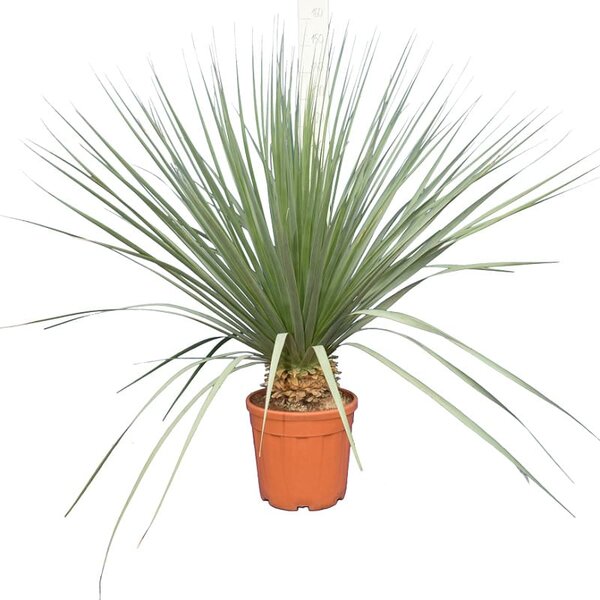 Nolina nelsonii - total height 130-150 cm - pot Ø 36 cm - gardenpalms