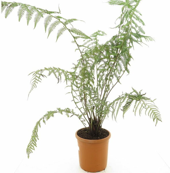 Dicksonia antarctica - pot &Oslash; 22 cm