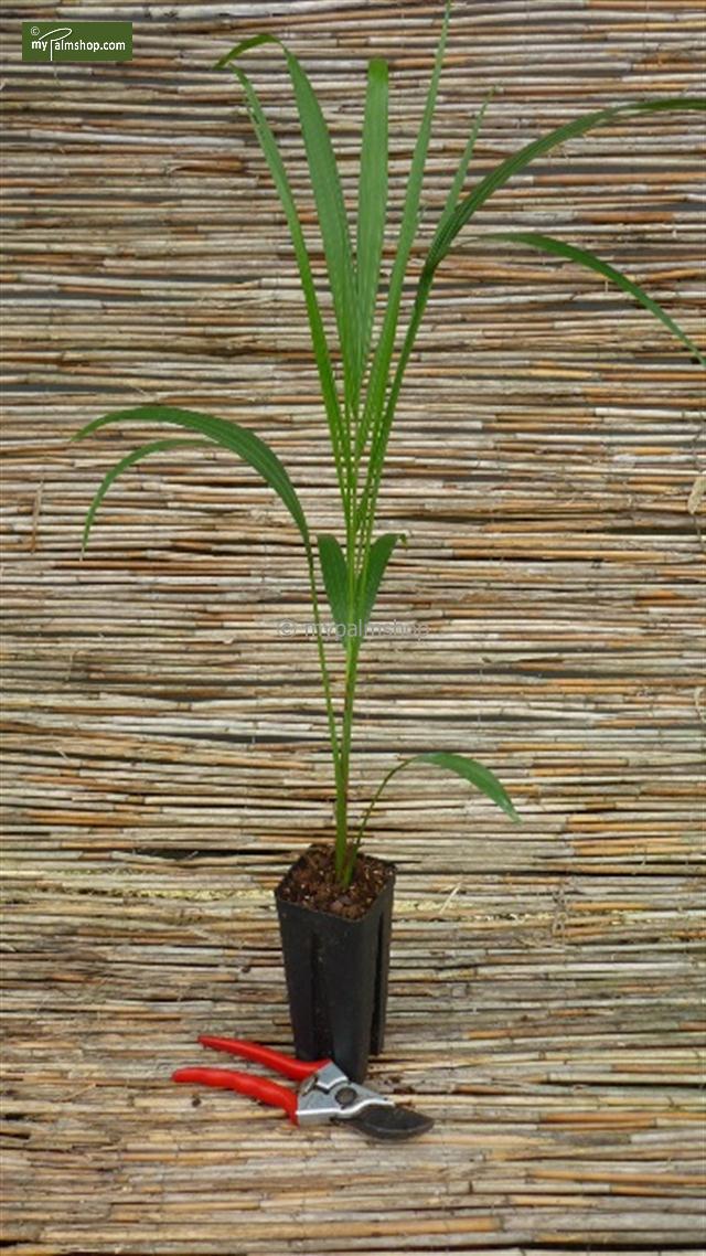 Ravenea rivularis - pot Ø 40 cm - gardenpalms