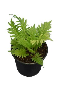 Blechnum gibbum syn. Lomaria gibba pot Ø 15 cm