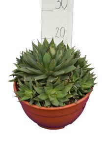 Agave boldinghiana pot Ø 26 cm
