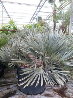 Trithrinax campestris - trunk 30-40 cm - total height 110-130 cm - pot Ø 60 cm [pallet]