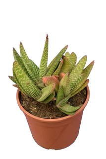 Gasteria - pot Ø 17 cm