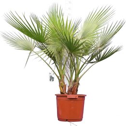 Washingtonia robusta multitrunk - hauteur totale 130-150 cm - pot Ø 40 cm [palette]