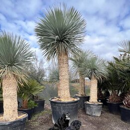 Yucca rostrata - stam 170-180 cm [pallet]
