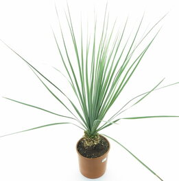 Nolina nelsonii - total height 100-120 cm - pot Ø 26 cm