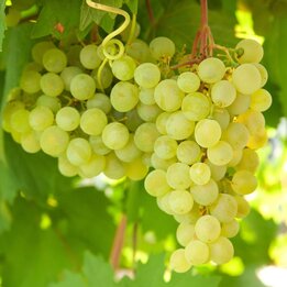 Vitis supaga - totale hoogte 60-80 cm - pot 2 ltr