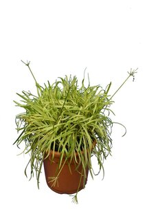 Agapanthus africanus variegata - Gesamthöhe 50-60 cm - Topf Ø 26 cm