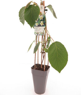Actinidia deliciosa Atlas - total height 60-70 cm - pot 2 ltr