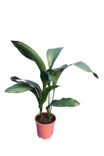 Aspidistra elatior - Gesamthöhe 60-80 cm - Topf Ø 17 cm