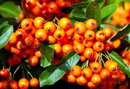 Pyracantha Orange Glow - total height 60-80 cm - pot 2 ltr