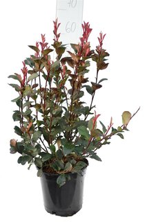 Photinia fraseri Red Robin - totale hoogte 50-70 cm - pot Ø 18 cm