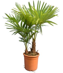 Trachycarpus fortunei multitroncs - hauteur totale 100-120 cm - pot Ø 28 cm