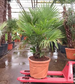 Trachycarpus fortunei multitronc - Hauteur totale 180+ cm - pot Ø 55 cm 70 ltr [palette]
