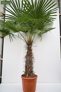 Trachycarpus fortunei - tronc 100-120 cm - hauteur totale 200-250 cm - pot Ø 50 cm [palette]